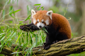 小熊猫