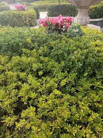 绿化带  绿化树  绿化图片