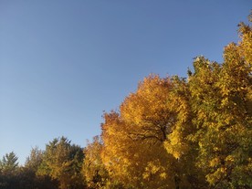 秋景