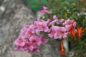 非洲凌霄