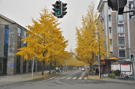 银杏街道