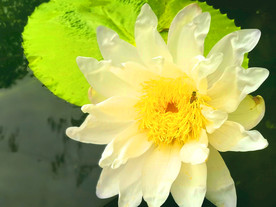 蜜蜂采莲