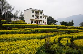油菜花风景