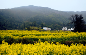 油菜花风景