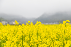 油菜花海
