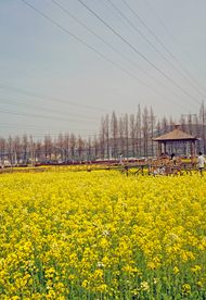 春天油菜花户外