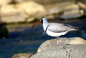 佛坪境内首现珍稀鹮嘴鹬