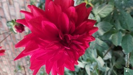 芍药花