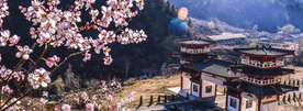 风景桃花