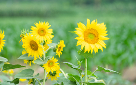 高清向日葵照片