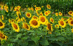 向日葵拍摄素材