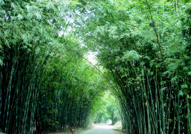 竹林小路