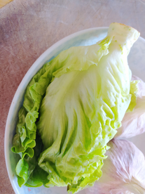 莴苣