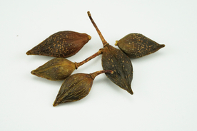 中医药材摄影图