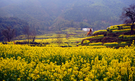 高山底下的油菜花海