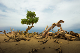 茫茫沙漠里的胡杨