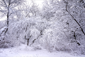 雪中树木