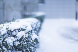 雪中树木