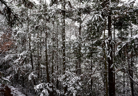雪中的树林