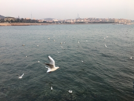 海鸥抓拍
