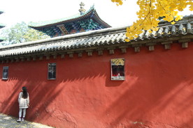 红墙倩影