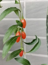 植物摄影图