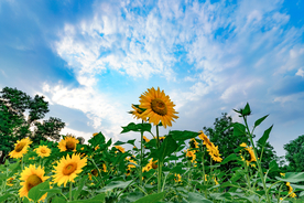 向日葵摄影