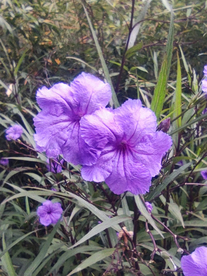 实拍青田石门洞景区蓝花草