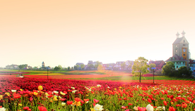 虞美人花海夕阳黄昏