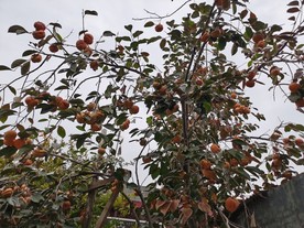 柿子丰收