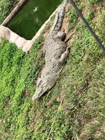 鳄鱼 草地