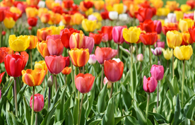 郁金香花