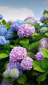 绣球花