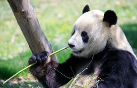 熊猫