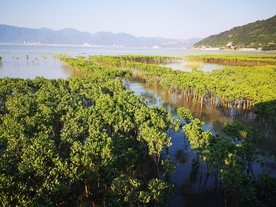 红树林