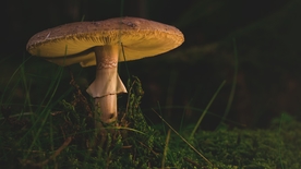 一只蘑菇
