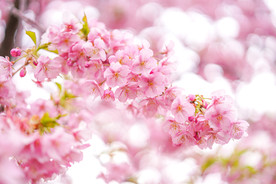 花朵高清