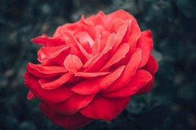 花朵高清