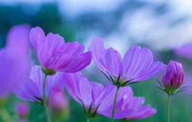 花朵摄影