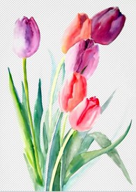 免扣-郁金香手绘