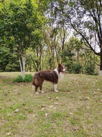 边境牧羊犬