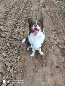 边境牧羊犬
