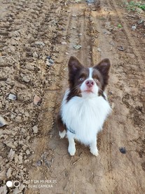 边境牧羊犬