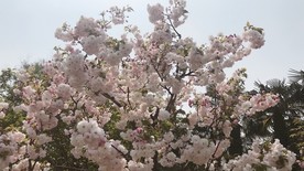 日本晚樱