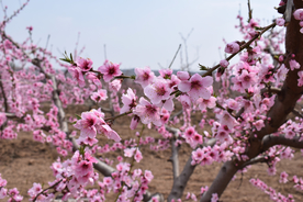 桃花三两枝