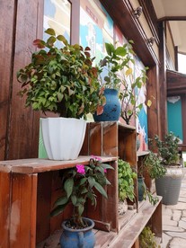 花架