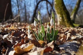 雪滴花