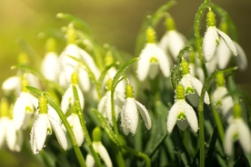 雪滴花