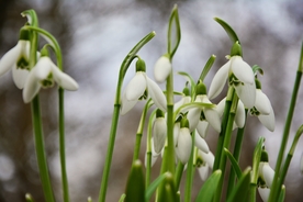 雪滴花