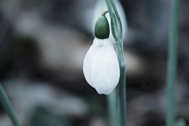 清新的雪花莲